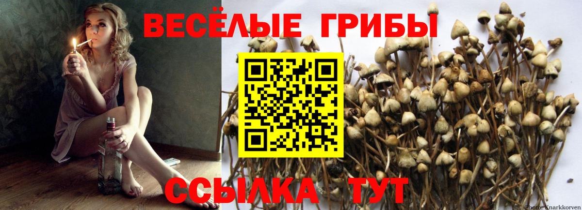 Галлюциногенные грибы GOLDEN TEACHER  Вход с VPN  Мурино  цена наркотик  Псилоцибиновые грибы Psilocybe 