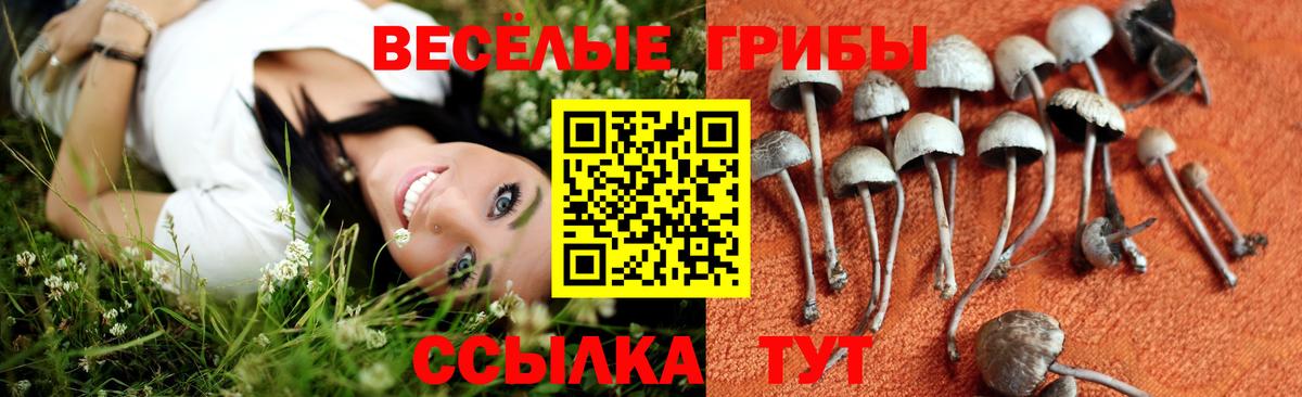 Псилоцибиновые грибы Psilocybe Мурино